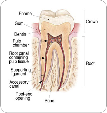 Picture of a tooth